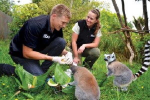 Auckland Zoo Lemurs Experience